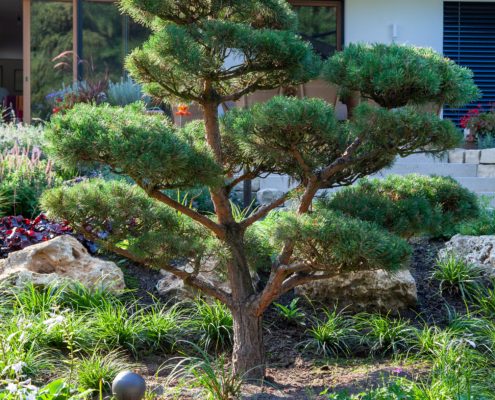 Bonsai-Baum im Garten