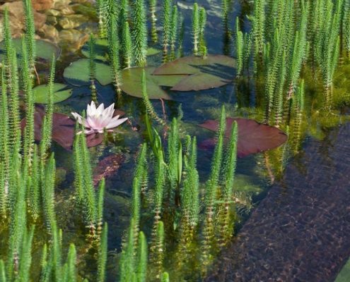 Schwimmteich Seerose
