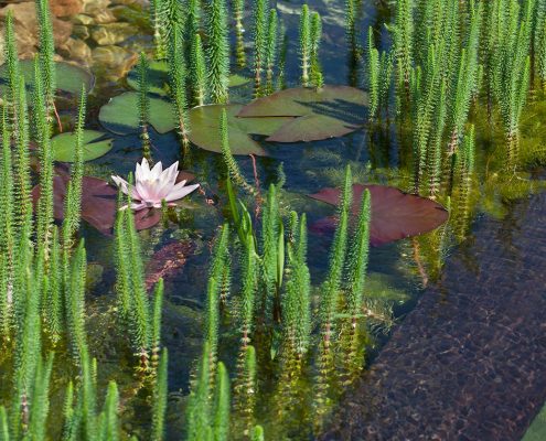 Schwimmteich Seerose