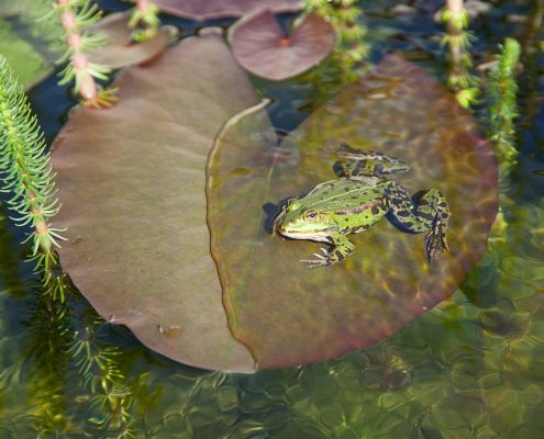 Schwimmteich Frosch