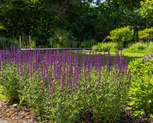 Lila blühende Stauden im Garten