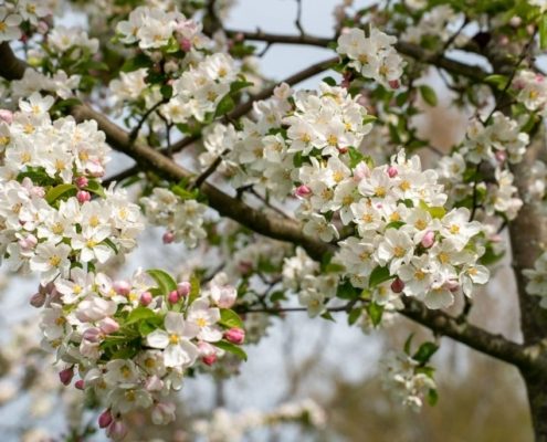 Kirschbaumblüte